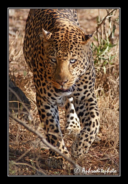 25 Safari Kenya